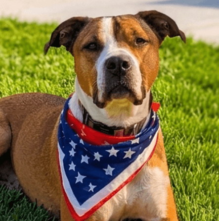 Our grandpup Arlo sporting his bandana at the family BBQ!